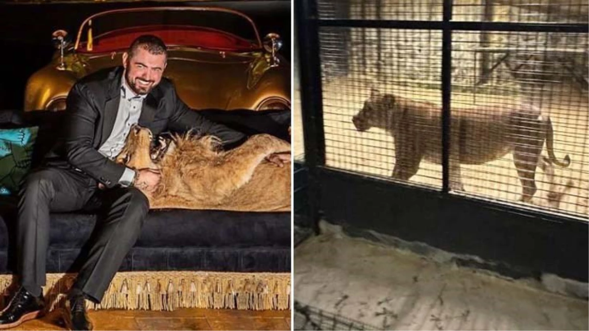 “Çerkez Cengiz”in aslanı, Beykoz’u birbirine kattı! Takımlar zar güç yakaladı