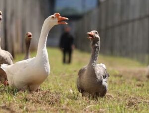 Brezilya’da bu hapishaneyi kazlar koruyor