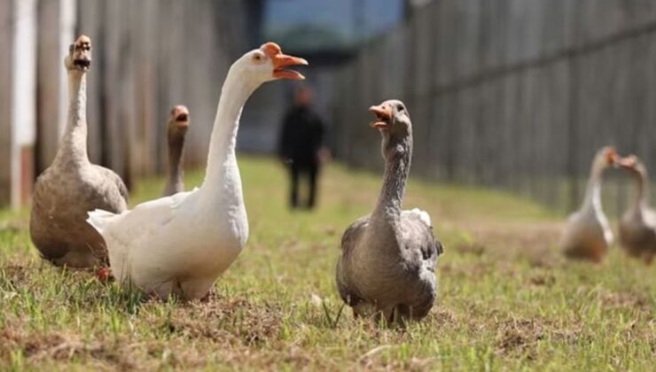 Brezilya’da bu hapishaneyi kazlar koruyor