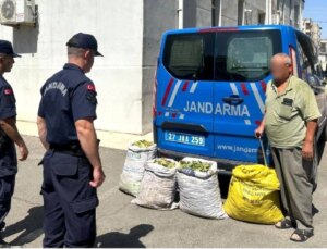 Gaziantep’te Fıstık Hırsızlığı Operasyonunda 12 Kuşkulu Gözaltına Alındı