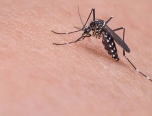 İstanbul’da Asya kaplan sivrisineği alarmı! İki ilçeye dikkat çekip vatandaşları uyardı