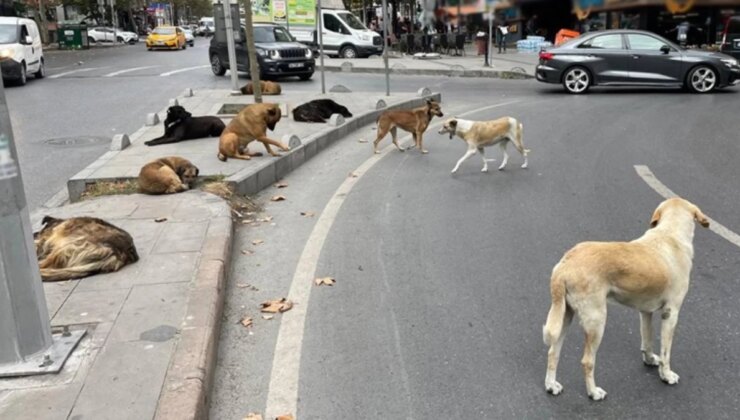 Sahipsiz köpeklere yönelik düzenlemeleri de içeren kanun yürürlüğe girdi