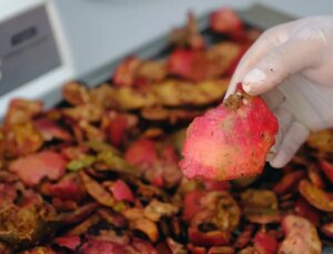 Köpek Mamalarında Nar Kabuğu Kullanımıyla Sıhhat İyileştirmeleri