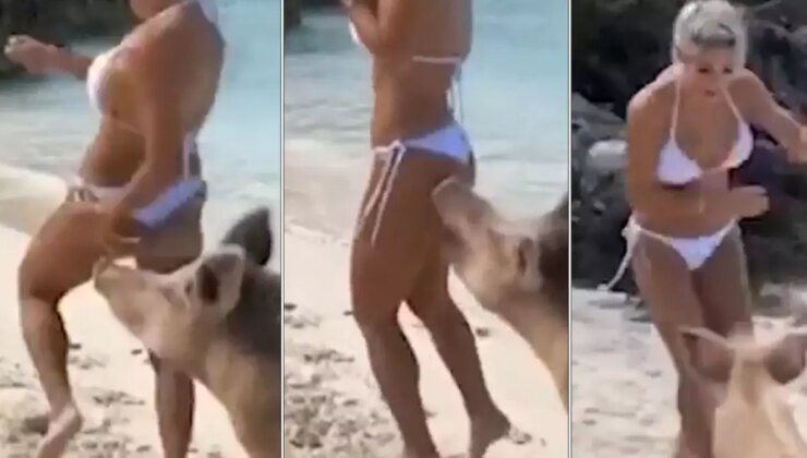 Yaban domuzları plajda bayana saldırdı