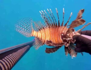 Zehirli Aslan Balığı Kurbanı: Parmağı İki Kat Büyüdü